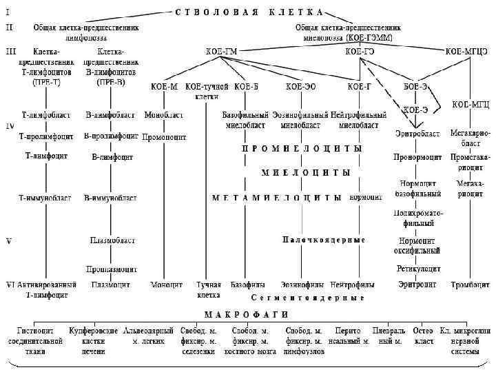 Схема кроветворения патофизиология