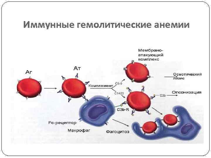 Иммунные гемолитические анемии 
