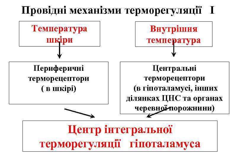 Провідні механізми терморегуляції I Температура шкіри Внутрішня температура Периферичні терморецептори ( в шкірі) Центральні