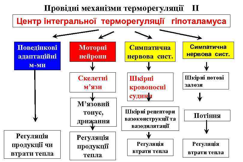 Провідні механізми терморегуляції II Центр інтегральної терморегуляції гіпоталамуса Поведінкові адаптаційні м-ми Моторні нейрони Симпатична