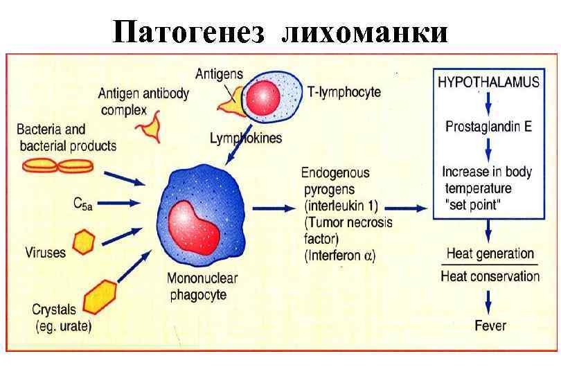 Патогенез лихоманки 