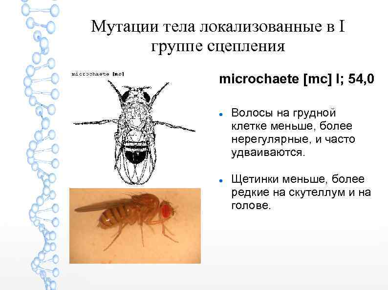 Мутации тела локализованные в I группе сцепления microchaete [mc] I; 54, 0 Волосы на