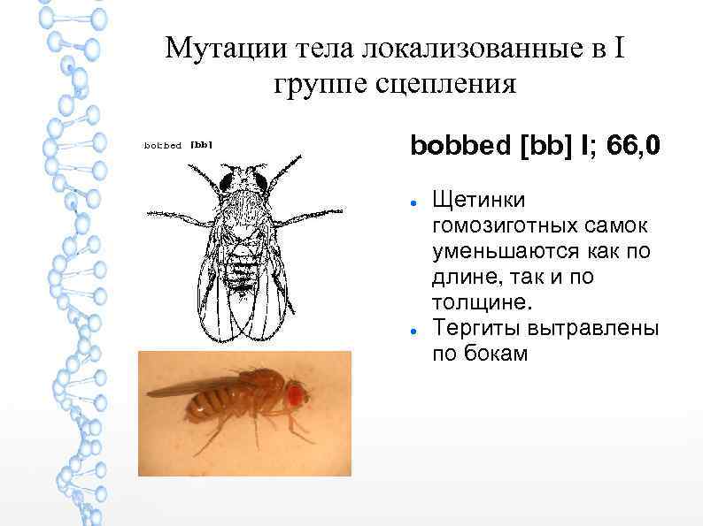 Мутации тела локализованные в I группе сцепления bobbed [bb] I; 66, 0 Щетинки гомозиготных