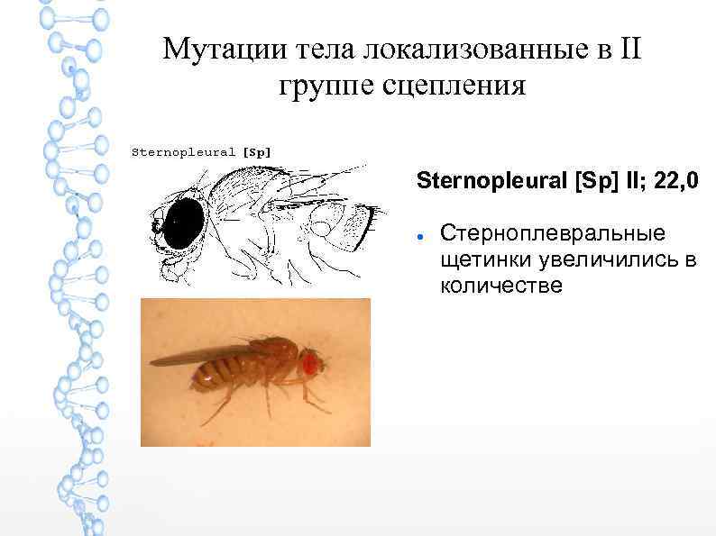 Мутации тела локализованные в II группе сцепления Sternopleural [Sp] II; 22, 0 Стерноплевральные щетинки