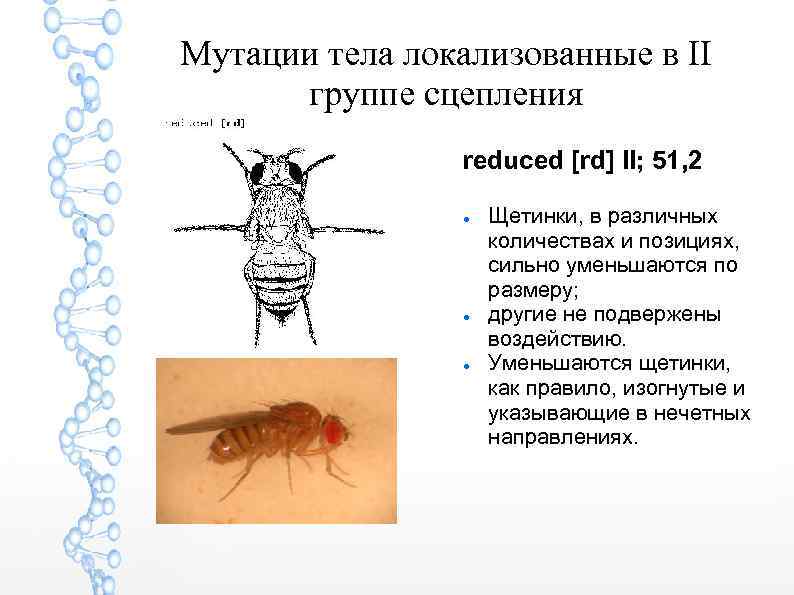 Мутации тела локализованные в II группе сцепления reduced [rd] II; 51, 2 Щетинки, в