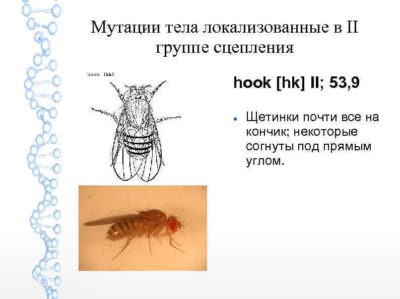 Мутации тела локализованные в II группе сцепления hook [hk] II; 53, 9 Щетинки почти