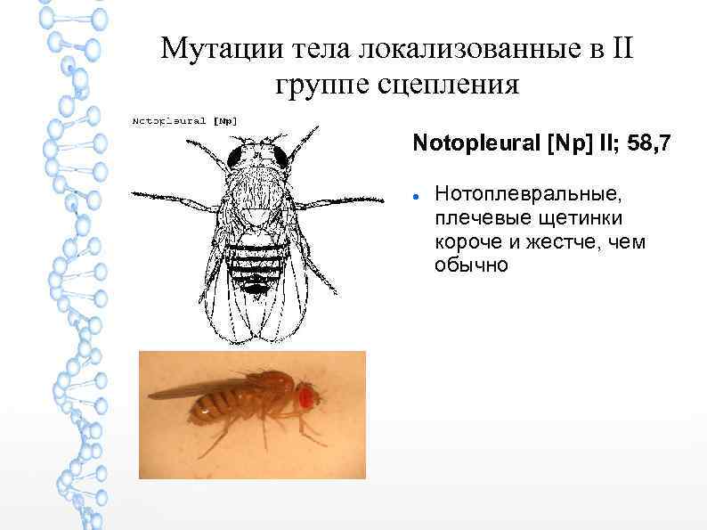 Мутации тела локализованные в II группе сцепления Notopleural [Np] II; 58, 7 Нотоплевральные, плечевые