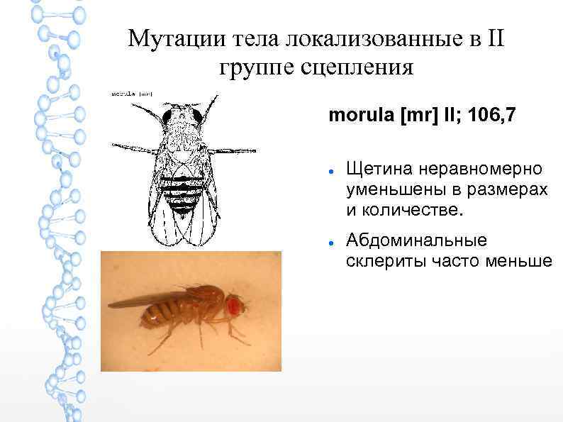 Мутации тела локализованные в II группе сцепления morula [mr] II; 106, 7 Щетина неравномерно