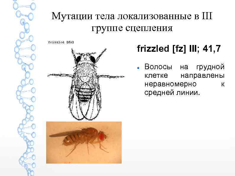 Мутации тела локализованные в III группе сцепления frizzled [fz] III; 41, 7 Волосы на