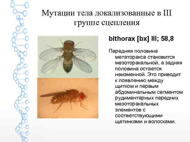 Мутации тела локализованные в III группе сцепления bithorax [bx] III; 58, 8 Передняя половина