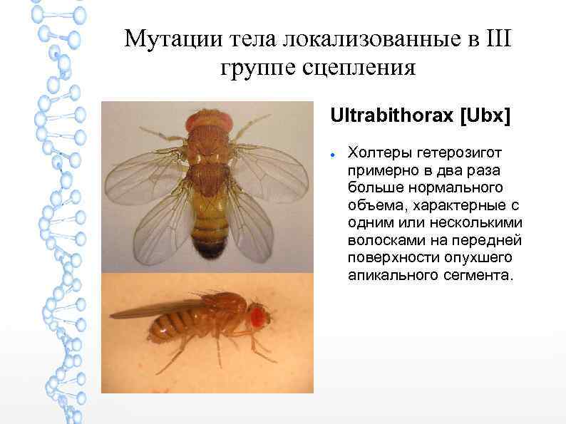 Мутации тела локализованные в III группе сцепления Ultrabithorax [Ubx] Холтеры гетерозигот примерно в два