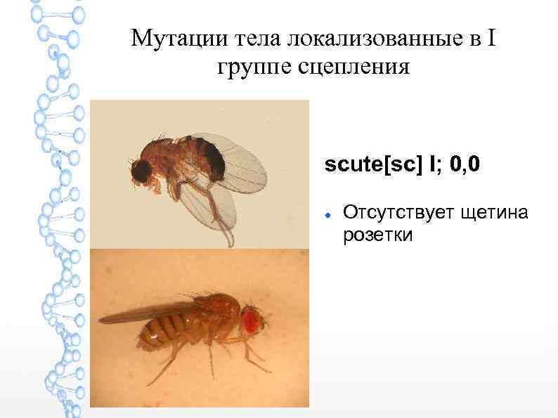 Мутации тела локализованные в I группе сцепления scute[sc] I; 0, 0 Отсутствует щетина розетки