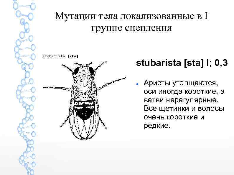 Мутации тела локализованные в I группе сцепления stubarista [sta] I; 0, 3 Аристы утолщаются,