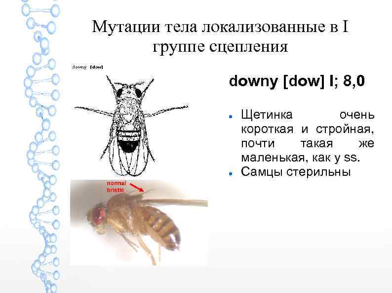 Мутации тела локализованные в I группе сцепления downy [dow] I; 8, 0 Щетинка очень