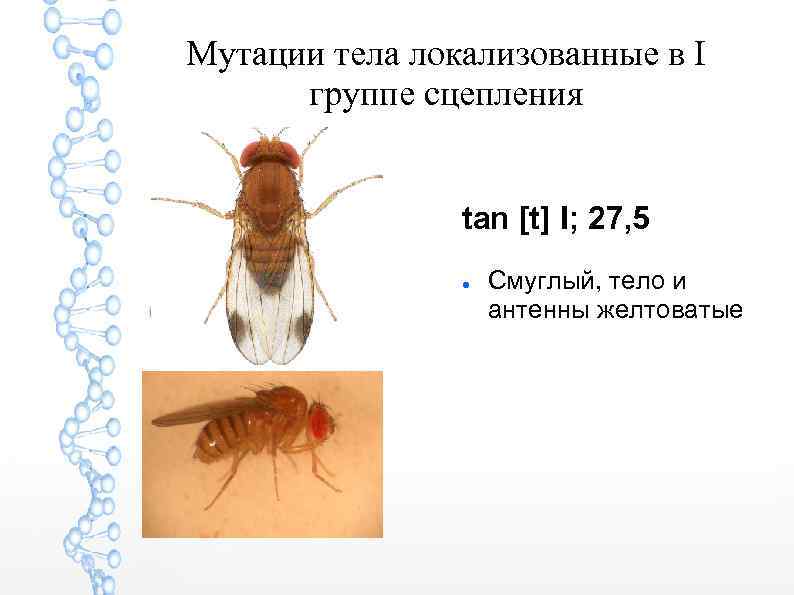 Мутации тела локализованные в I группе сцепления tan [t] I; 27, 5 Смуглый, тело