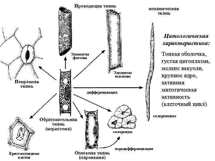 Какая растительная ткань на рисунке обозначена буквой б механическая основная покровная проводящая