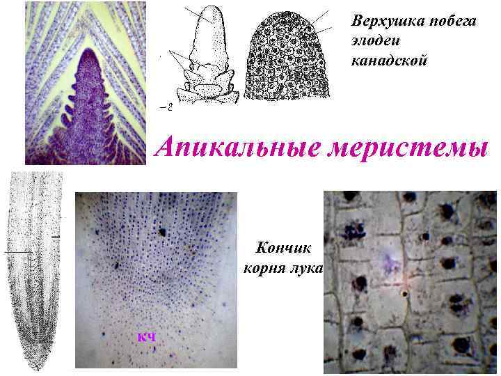 Меристемы побегов. Верхушка побега элодеи канадской. Апикальная меристема корня микроскоп. Верхушечная меристема элодеи.