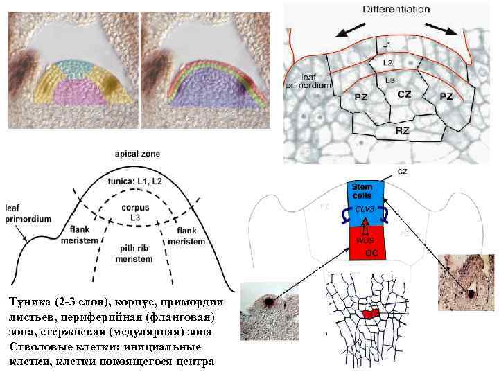 Туника (2 -3 слоя), корпус, примордии листьев, периферийная (фланговая) зона, стержневая (медулярная) зона Стволовые