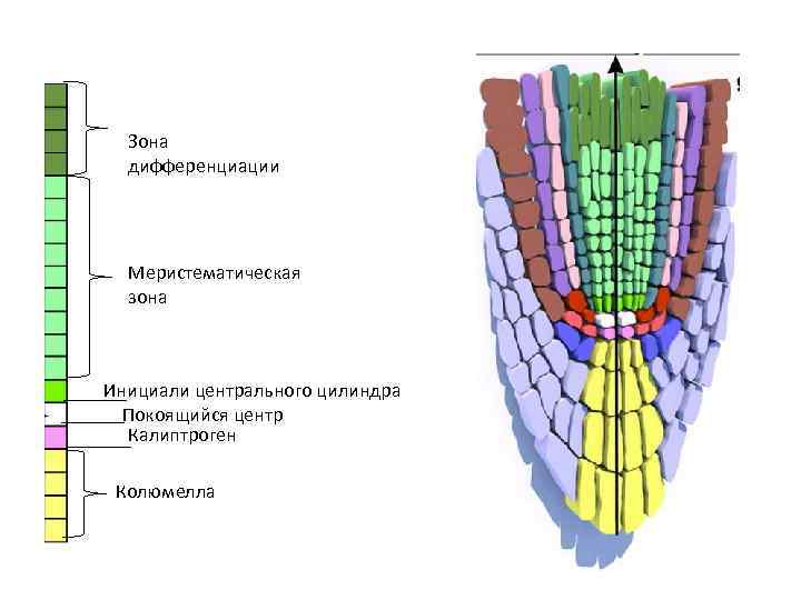 Зона дифференциации Меристематическая зона Инициали центрального цилиндра Покоящийся центр Калиптроген Колюмелла 