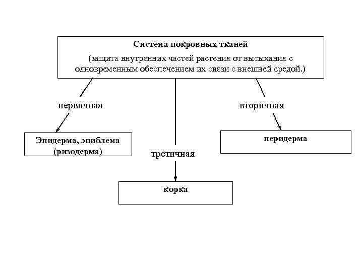 Система покровных тканей (защита внутренних частей растения от высыхания с одновременным обеспечением их связи