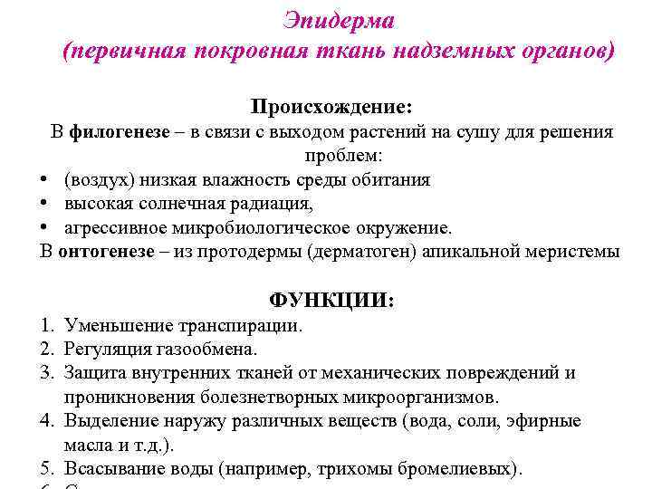 Эпидерма (первичная покровная ткань надземных органов) Происхождение: В филогенезе – в связи с выходом