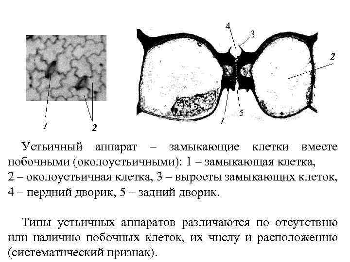 4 3 2 1 5 Устьичный аппарат – замыкающие клетки вместе побочными (околоустьичными): 1