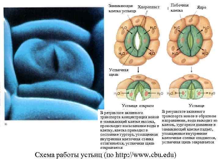 Замыкающая Хлоропласт клетка устьица Побочная клетка Ядро Устьичная щель Устьице открыто закрыто В результате