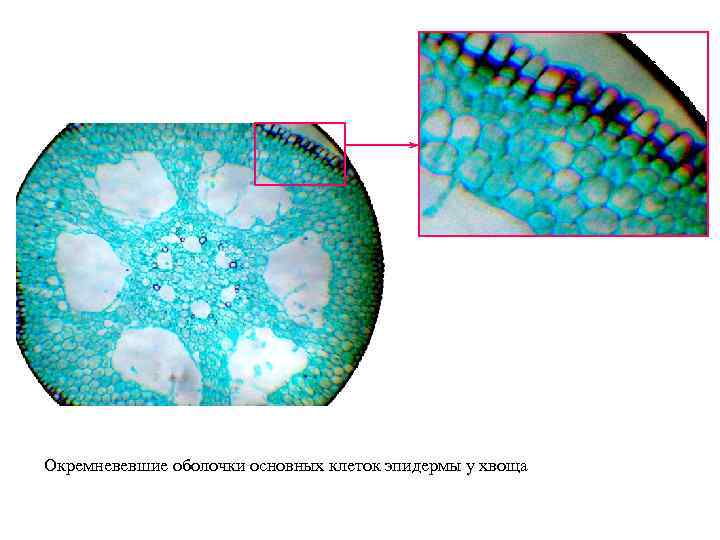 Окремневевшие оболочки основных клеток эпидермы у хвоща 