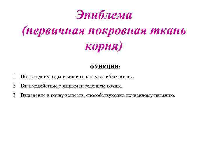 Эпиблема (первичная покровная ткань корня) ФУНКЦИИ: 1. Поглощение воды и минеральных солей из почвы.