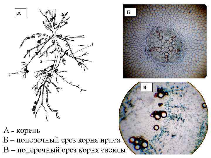 А Б В А – корень Б – поперечный срез корня ириса В –