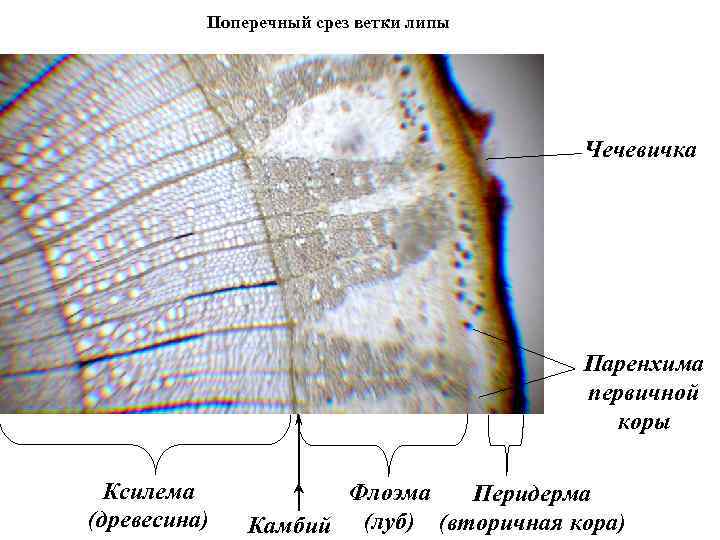 Поперечный срез ветки липы Чечевичка Паренхима первичной коры Ксилема (древесина) Флоэма Перидерма Камбий (луб)