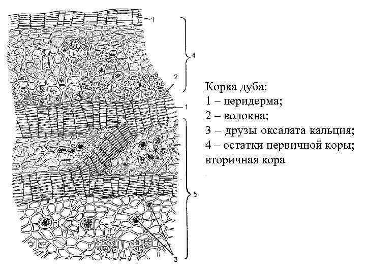 Корка дуба: 1 – перидерма; 2 – волокна; 3 – друзы оксалата кальция; 4