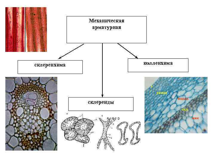 Механическая арматурная колленхима склеренхима э уколл склереиды пколл скл ппк 
