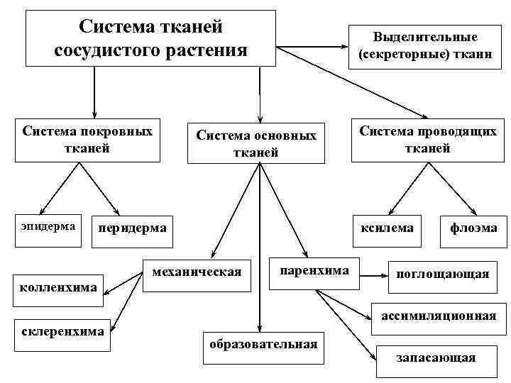 Система тканей. Выделительные ткани внутренней секреции растений. Выделительные ткани внешней секреции растений. Выделительные ткани таблица. Наружные секреторные ткани.