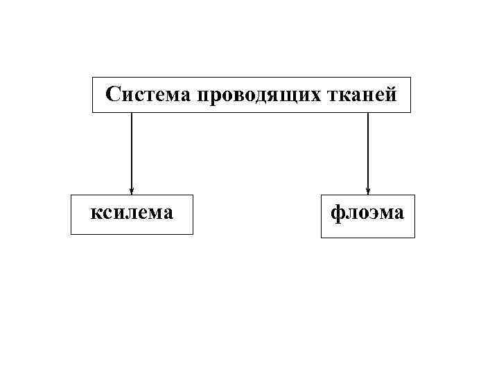 Система проводящих тканей ксилема флоэма 