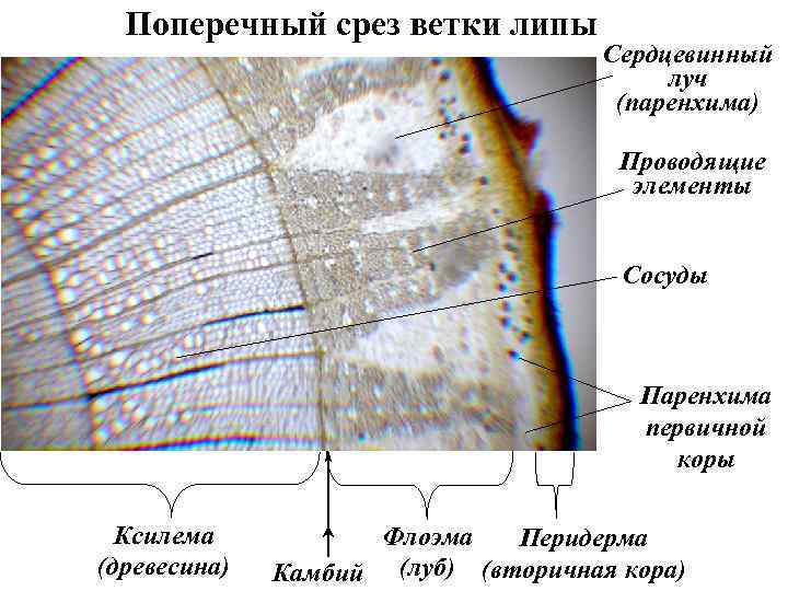 Поперечный срез ветки липы Сердцевинный луч (паренхима) Проводящие элементы Сосуды Паренхима первичной коры Ксилема