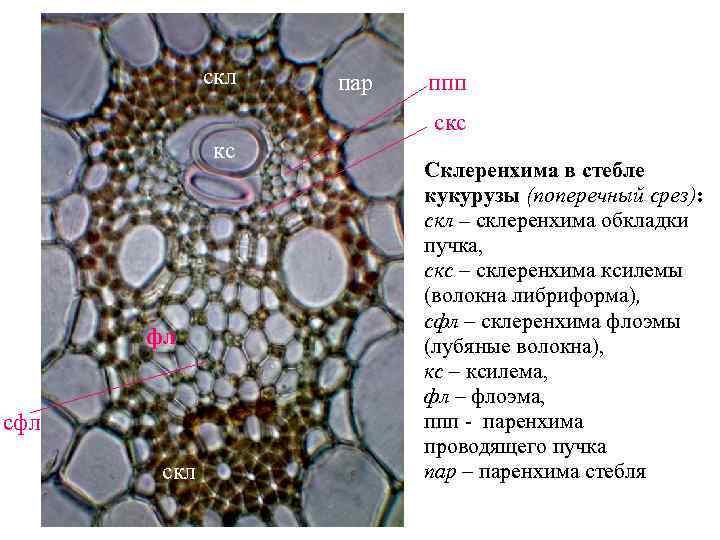 скл пар ппп скс кс фл скл Склеренхима в стебле кукурузы (поперечный срез): скл