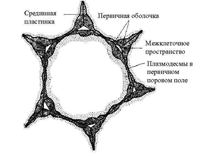 Срединная пластинка Первичная оболочка Межклеточное пространство Плазмодесмы в первичном поровом поле 