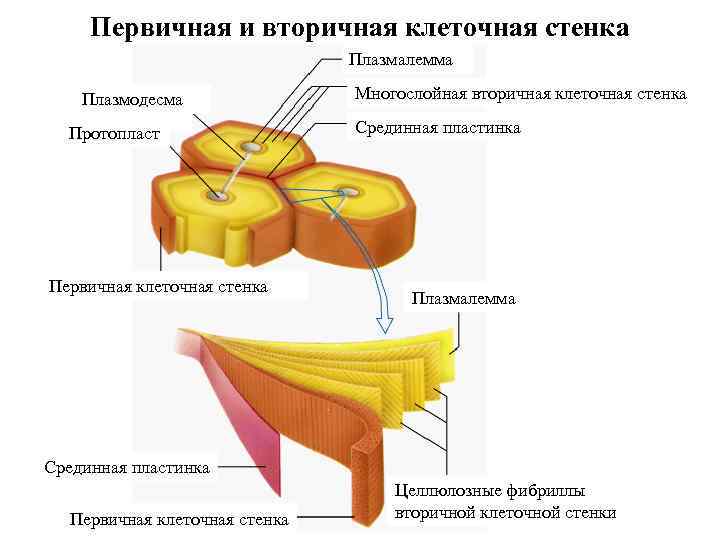 Первичная и вторичная клеточная стенка Плазмалемма Плазмодесма Протопласт Первичная клеточная стенка Многослойная вторичная клеточная