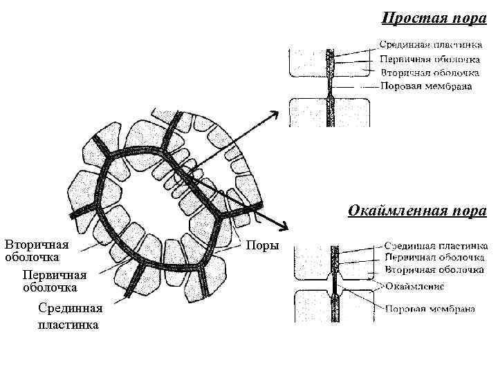 Схема пор. Первичная клеточная оболочка растительной клетки. Первичная клеточная оболочка строение. Первичная клеточная оболочка схема. Первичная и вторичная оболочка растительной клетки.