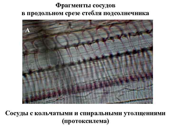 Фрагмент сосуда