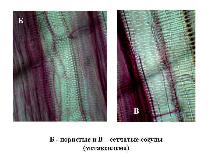 Б В Б - пористые и В – сетчатые сосуды (метаксилема) 