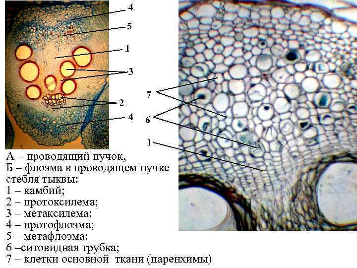 Пучки стебля