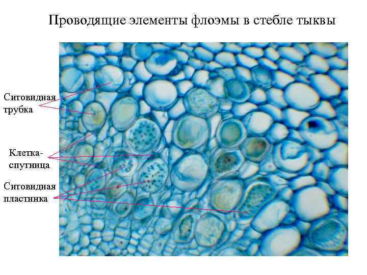 Проводящие элементы