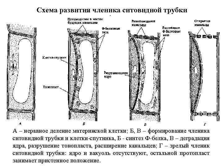 Что передвигается по ситовидным трубкам