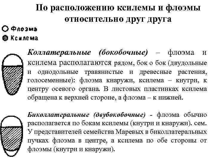 По расположению ксилемы и флоэмы относительно друга Коллатеральные (бокобочные) – флоэма и ксилема располагаются