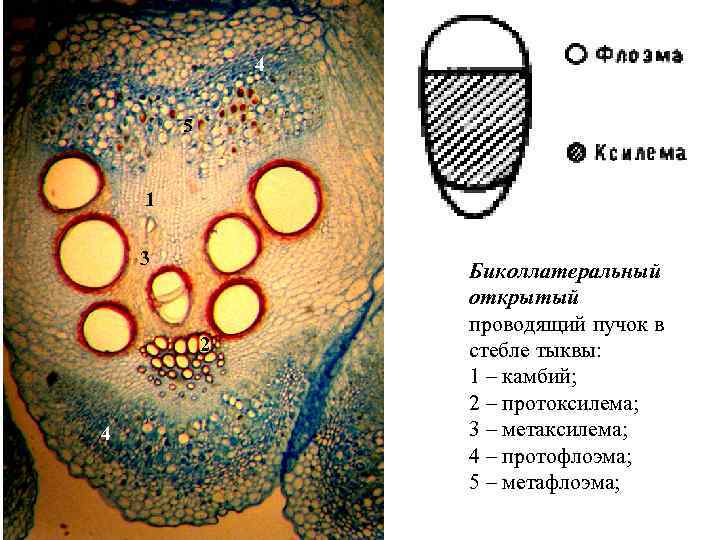 Проводящие пучки в стебле