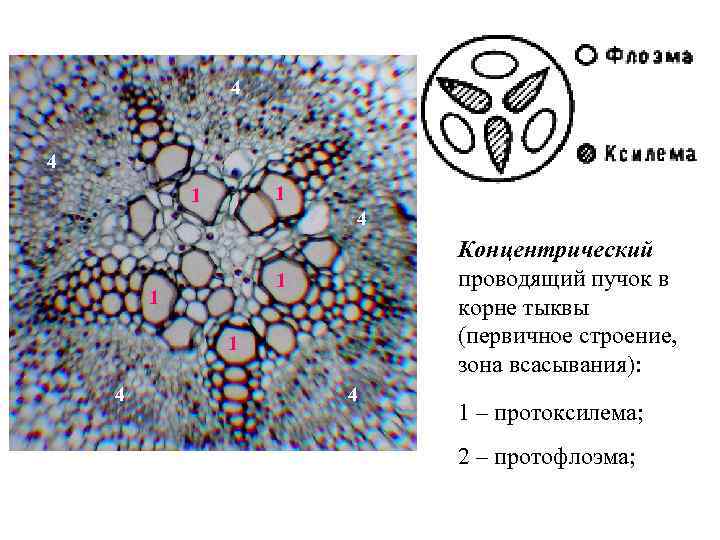 4 4 1 1 4 Концентрический проводящий пучок в корне тыквы (первичное строение, зона