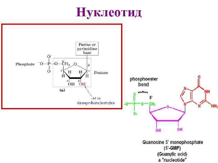 Приведите схему дефосфорилирования 5 дезоксиадениловой кислоты