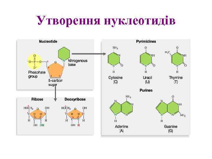 Утворення нуклеотидів 